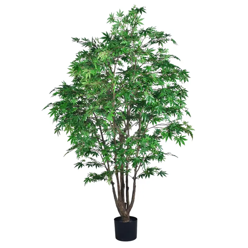 Trending Wholesale Green Maple - Dracaena Marginata 评论和价格