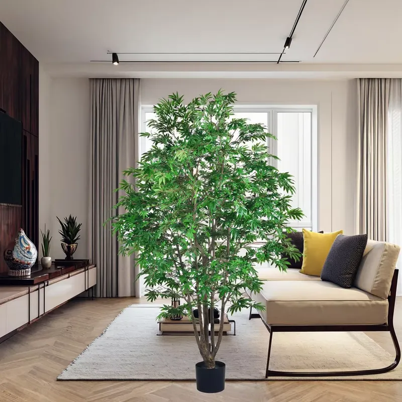 Trending Wholesale Green Maple - Dracaena Marginata 评论和价格