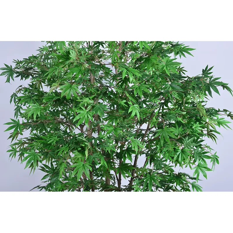 Trending Wholesale Green Maple - Dracaena Marginata 评论和价格
