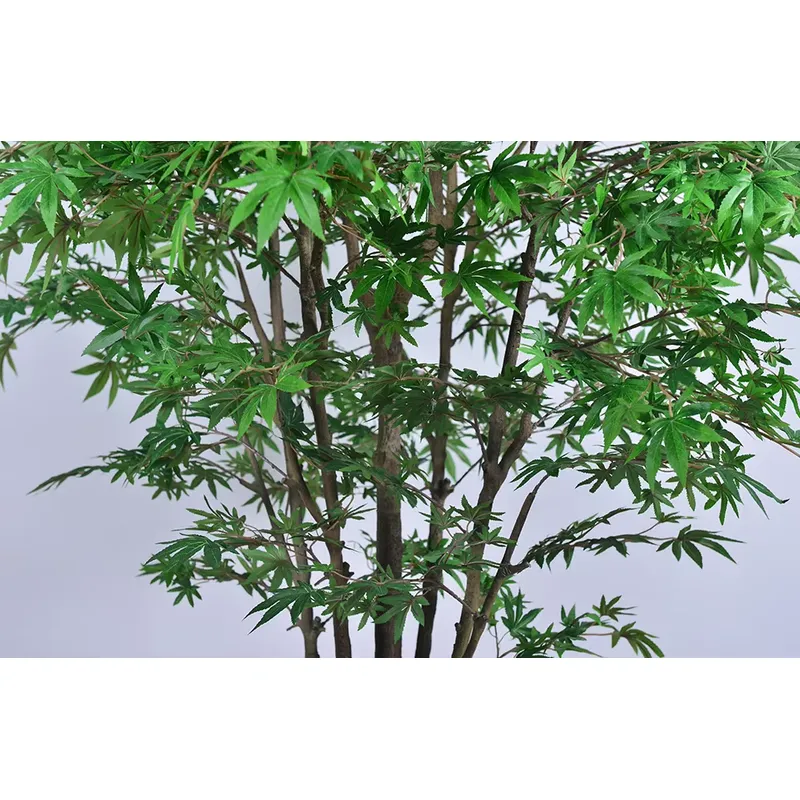 Trending Wholesale Green Maple - Dracaena Marginata 评论和价格