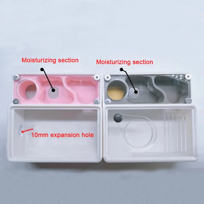 3D Printed Ant Farm Queen Ant' - Begonia Rex 评论和价格